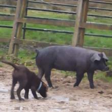 Fishers Mobile Farm - Cookie & Nellie